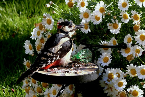 Natur- und Vogelschutzverein